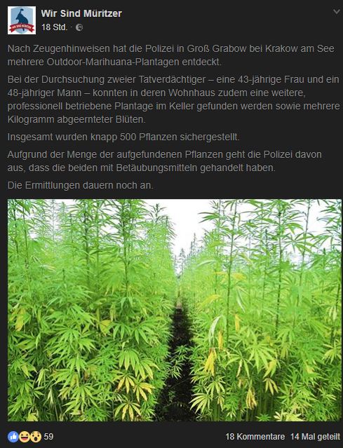 Polizei findet 500 Hanf-Pflanzen bei einem älteren Pärchen und vermutet Drogenhandel