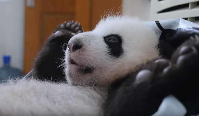 Einem Pandababy das Kacken beibringen