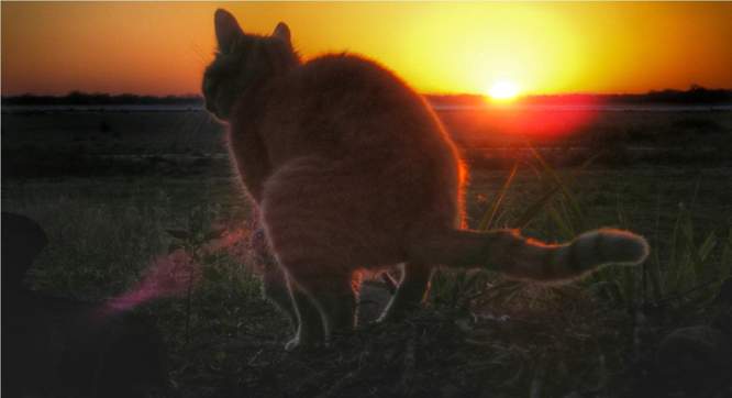 Ein Sonnenuntergang hinter einer kackenden Katze