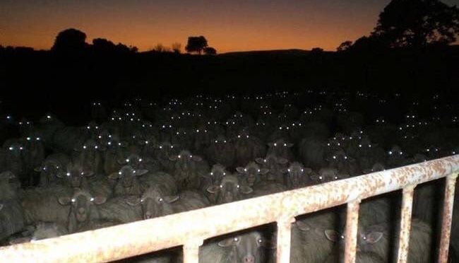 Schafe bei einem Sonnenuntergang mit Blitz zu fotografieren sieht verdammt spooky aus!