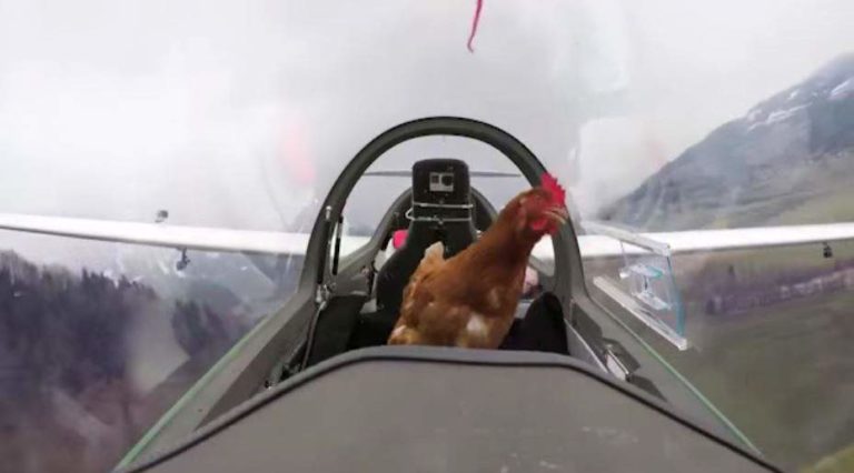 Einem Huhn wird der Traum vom Fliegen erfüllt