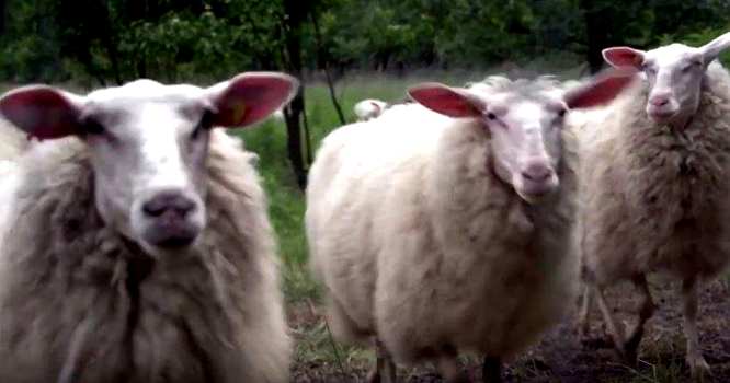 Schäferin bekommt Anzeige, weil ihr Schafe nicht fröhlich genug gucken