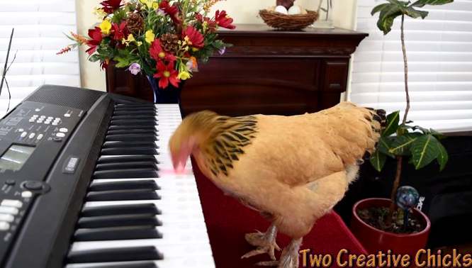 Ein Huhn spielt eine Opern-Arie auf dem Klavier nach