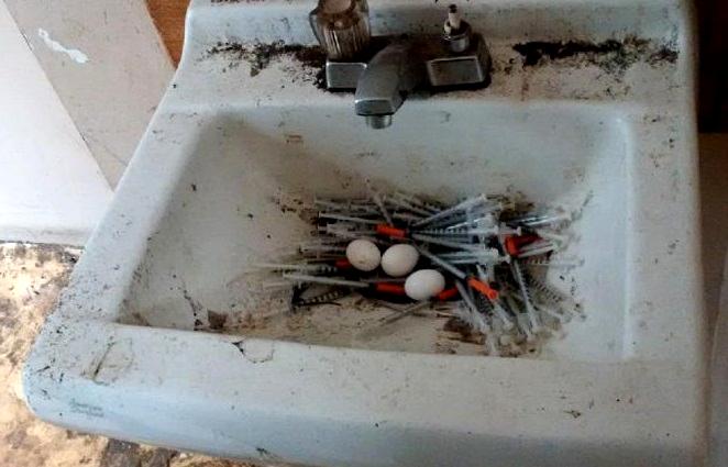 Tauben bauen sich ein Nest aus alten Heroinspritzen