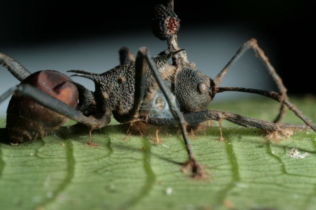 Der Pilz, der Ameisen in Zombies verwandelt ist noch gruseliger als gedacht