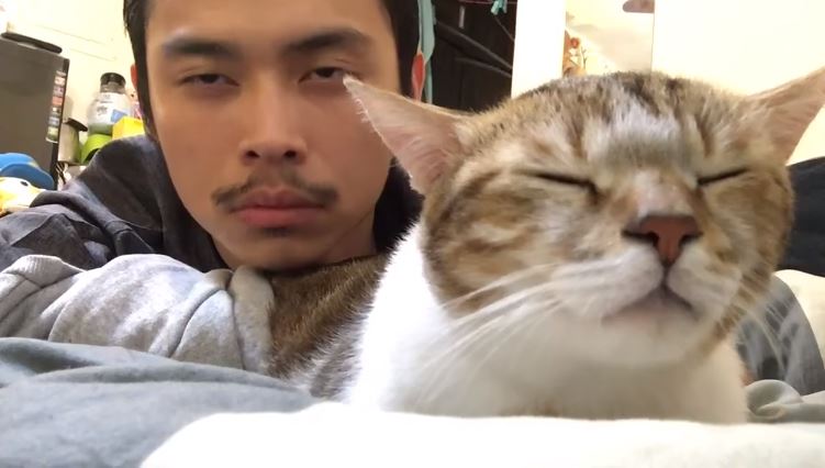 Kopfnicker-Katze nickt mit dem Kopf