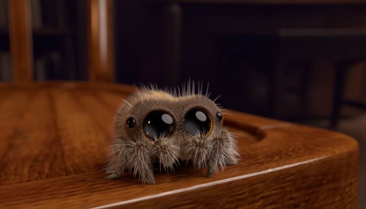 Lucas, die kleine Spinne heilt jede Arachnophobie