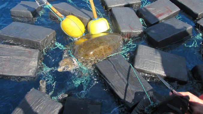 Küstenwache findet Schildkröte mit 800kg Kokain (53 Mio. $)