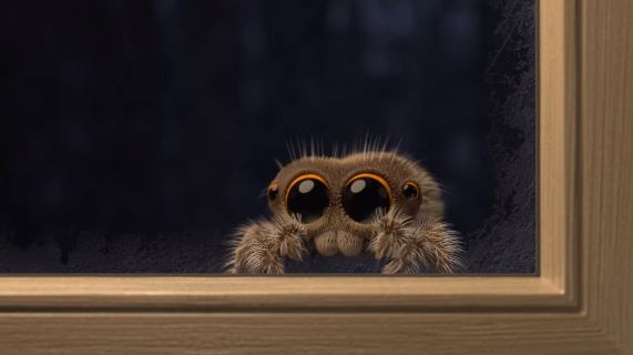 Lucas, die kleine Spinne meldet sich zurück