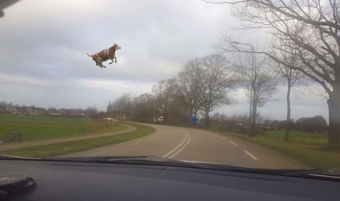 #Friederike im Netz: Eine Kuh im Wind