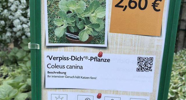 Coleus Canina – Die „Verpiss-Dich“-Pflanze