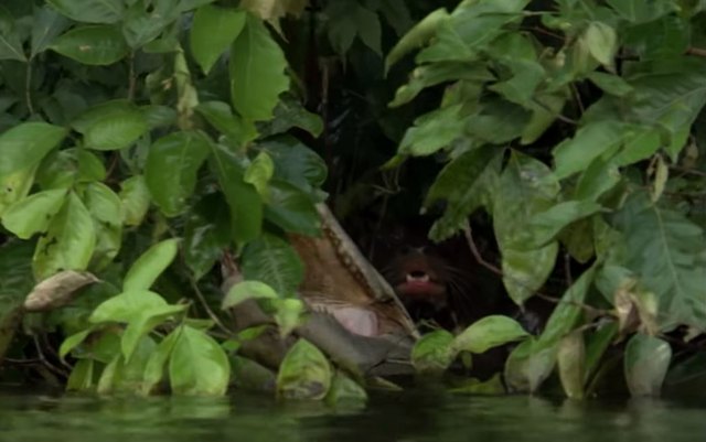 Eine süße kleine Otter-Bande zerfleischt ein Krokodil