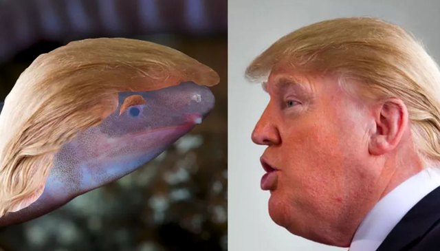 Ein Missgeschick der Evolution: Dermophis donaldtrumpi