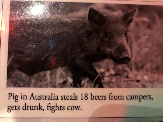 Animal Farm – Drunken Style