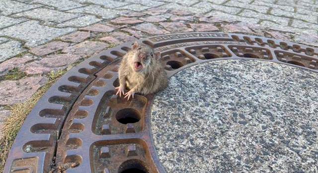 Meme-Star: Fat Rat  | Ratten-Rettung in Rhein-Neckar