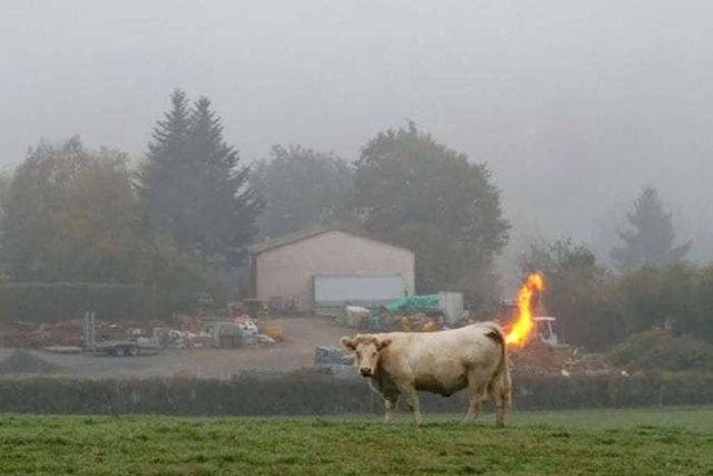 Fire farting Cow