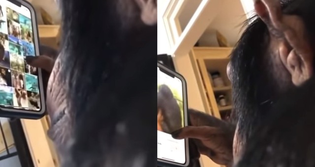 Eine Affe scrollt durch sein Smartphone und schaut sich auf Instagram Affen an