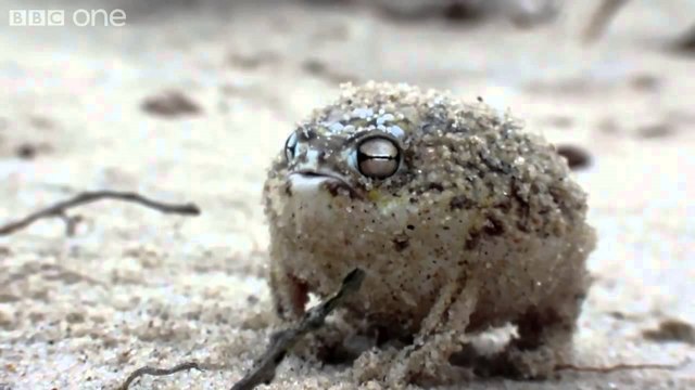 This is a War-Cry of a very angry Frog
