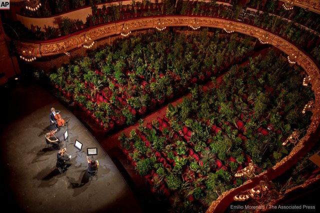Ein klassisches Konzert für einen Saal voller Pflanzen